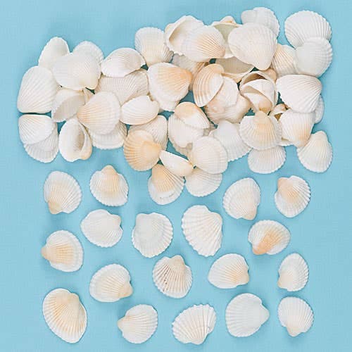 Craft Shells (Pack of 150) Shell Size Approx 1cm-2cm, Cream Colour, Natural Craft Materials