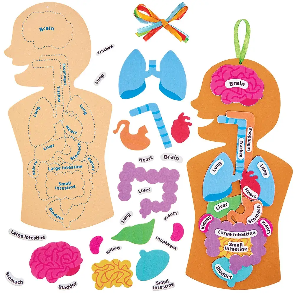 Human Body Kits (Pack of 4) Match The Foam Organs & Names, 11 Organs, No Glue Required, Educational Crafts