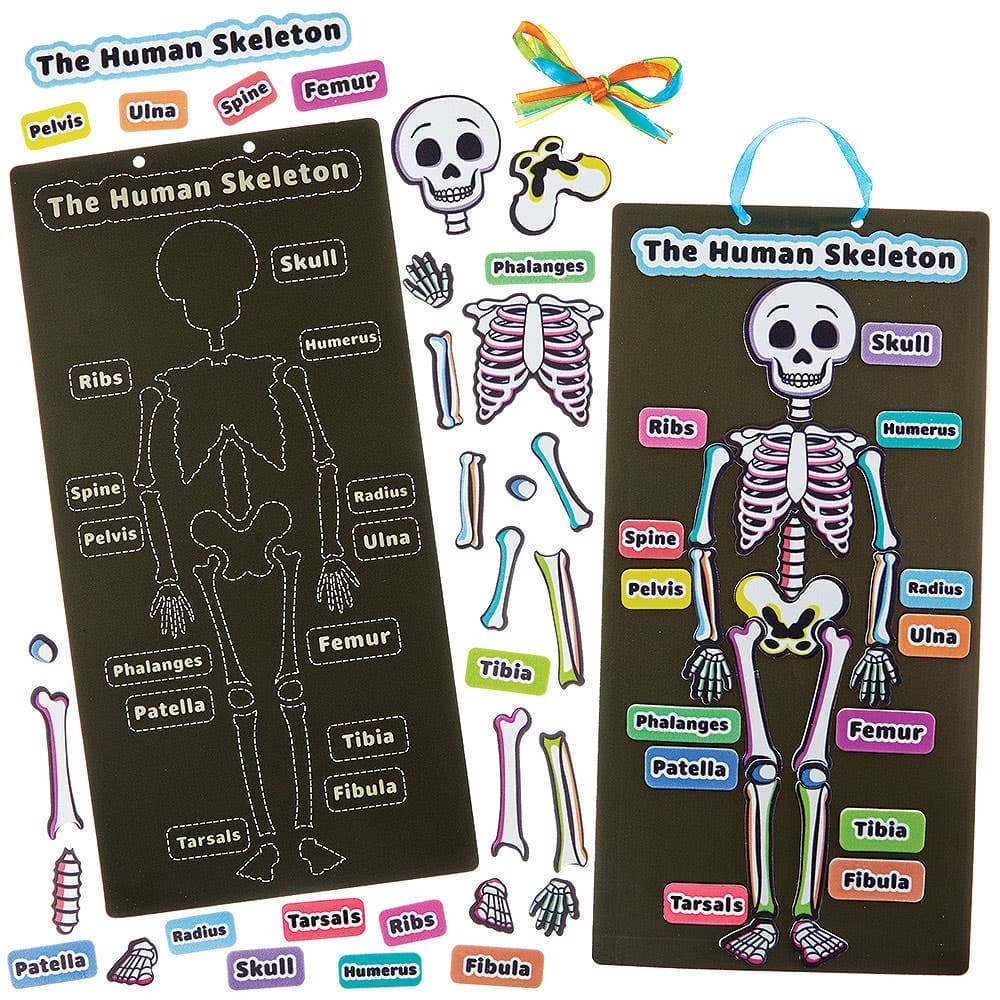 Human Skeleton Kits (Pack of 4)