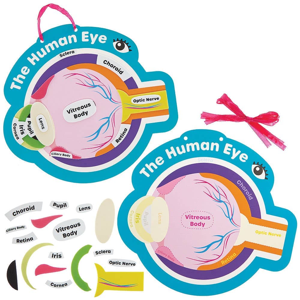 Human Eye Kits (Pack of 4)