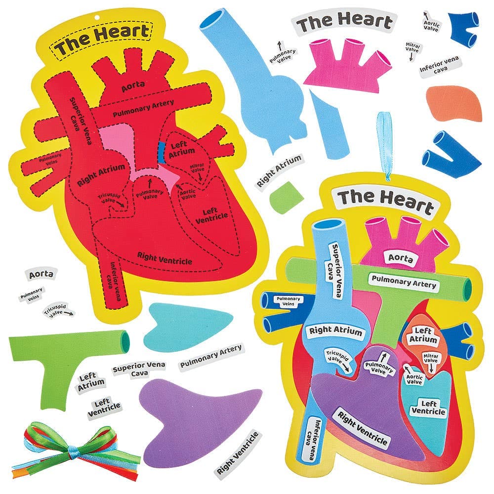 Human Heart Biology Kits (Pack of 4)