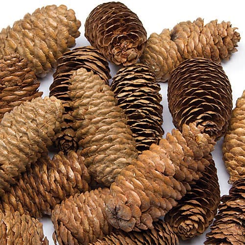 Long Pine Cones (Per pack) Natural Craft Materials, Approx 20 Pieces (250g)