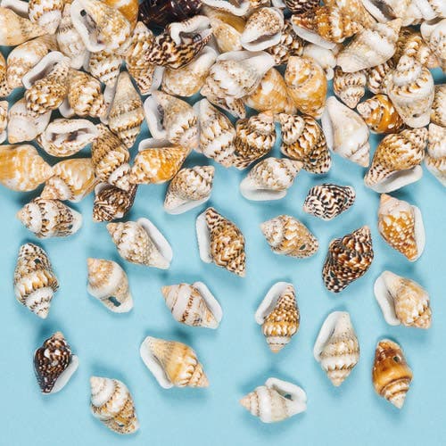 Mini Craft Shells (Pack of 200) Natural Craft Materials, Hole For Threading, Jewellery Making