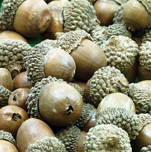 Natural Acorns (Per pack) 150g, Approx 50 Acorns Per Pack, Sizes Vary, Natural Craft Materials